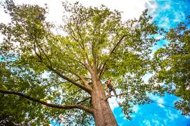 Reliable Big Bear City, CA Tree Care Solutions