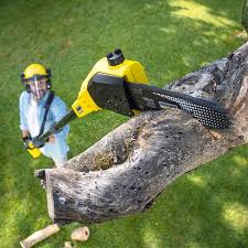 Lawn Renovation and Restoration in Big Bear City, CA