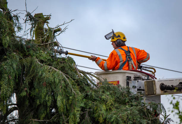 How Our Tree Care Process Works  in  Big Bear City, CA