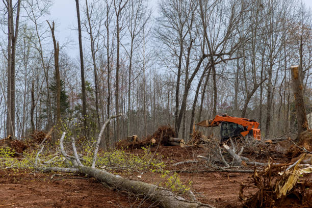 Mulching Services in Big Bear City, CA